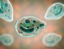 Protozoa: Pengertian,Klasifikasi, Penggolongan dan Ciri-cirinya