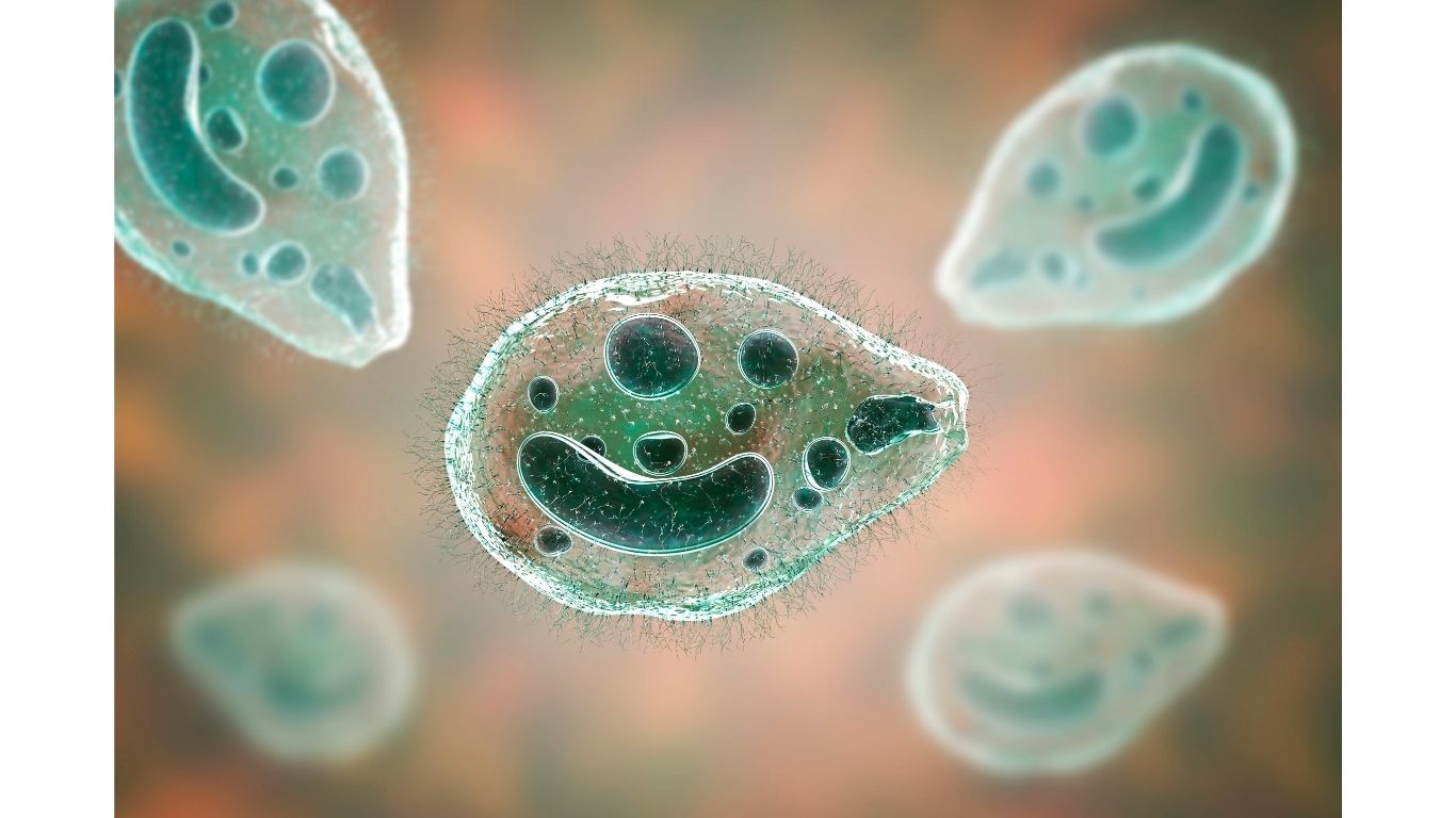 apa itu protozoa