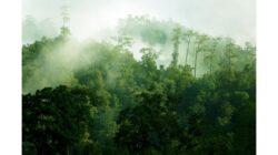 Pengertian dan Definisi Hutan Hujan Tropis