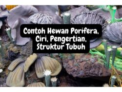 Contoh Hewan Porifera