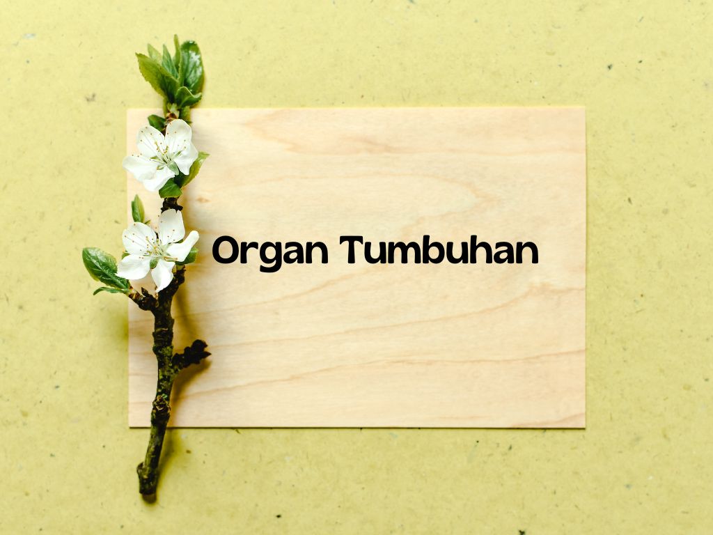 Organ Tumbuhan