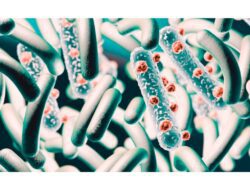 Struktur Sel Bakteri dan Fungsinya