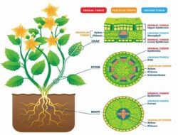 Jaringan Tumbuhan : Pengertian, Struktur, Fungsi dan Ciri-ciri