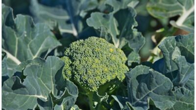 Simbiosis Brokoli Dengan Kubis
