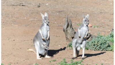 mamalia kangguru