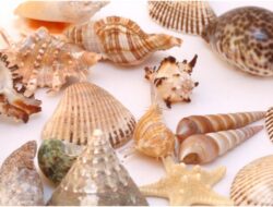 10 Contoh Hewan Mollusca yang Menakjubkan