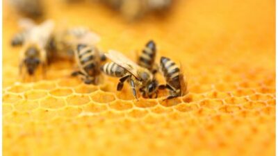 Daur Hidup Lebah | Pengertian, Klasifikasi, Tahapan, Manfaat (Lengkap)