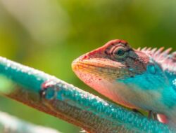 10 Contoh Hewan Reptil disertai Pengertian, Jenis, Ciri-ciri dan Klasifikasi