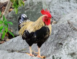 Penjelasan Tentang Daur Hidup Ayam
