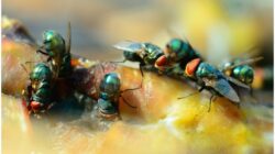 Daur Hidup Lalat: Bagaimana Mereka Mengubah Dunia di Sekeliling Kita