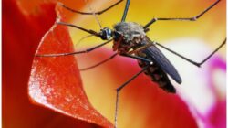 Daur Hidup Nyamuk yang Mengerikan: Bagaimana Mereka Menyebar dan Menyebabkan Penyakit
