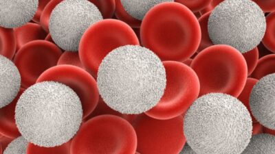 gambar sel darah putih