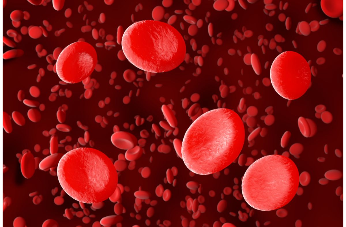 ciri ciri sel darah merah