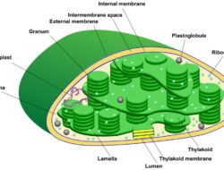 Pengertian Kloroplas beserta Fungsi dan Struktur Pada Sel Tumbuhan