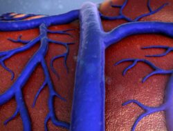 Pembuluh Nadi (Arteri): Pengertian, Fungsi, Jenis dan Ciri-Ciri