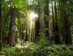 Hutan Adat: Pengertian, Peran dan Jenisnya