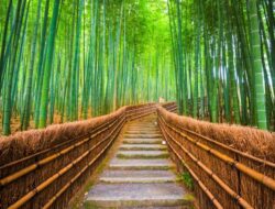 Pengertian dan Manfaat Hutan Bambu