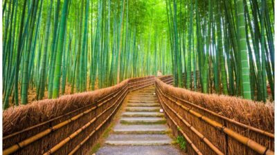 hutan bambu kyoto