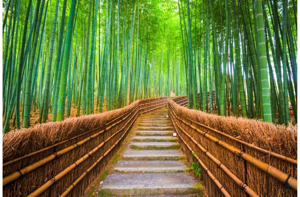 hutan bambu kyoto