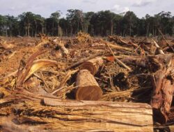 Dampak Akibat Penggundulan dan Penebangan Hutan Secara Liar
