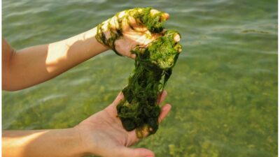 Klasifikasi Algae