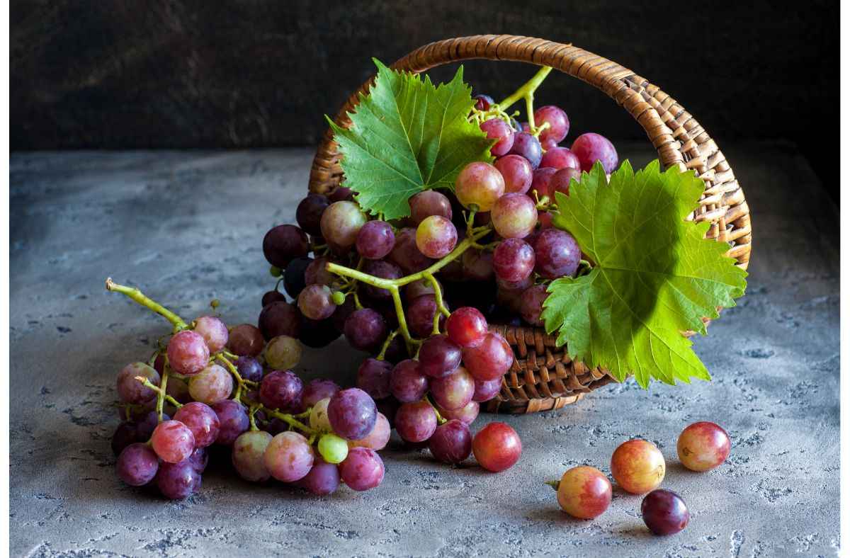 manfaat buah anggur