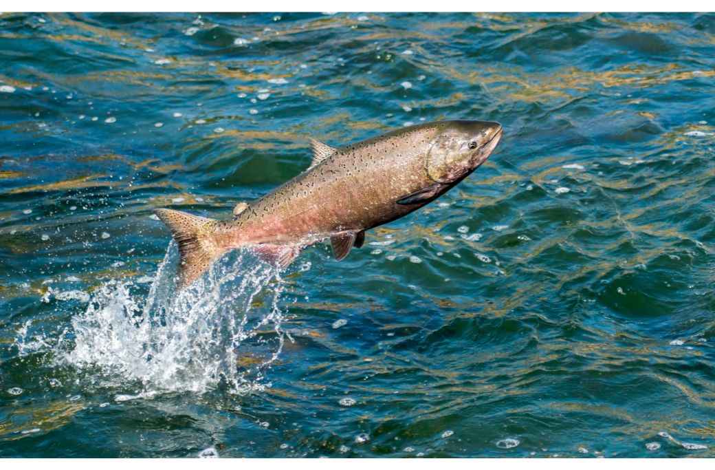 Manfaat Ikan Salmon untuk berbagai Macam