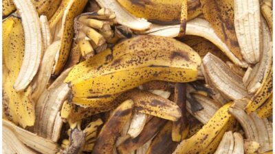 manfaat kulit pisang untuk tanaman