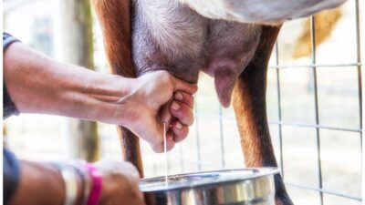 8 Manfaat Susu Kambing Etawa untuk Kesehatan